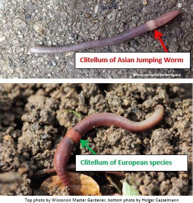 Asian Jumping Worm Invasive Species Program