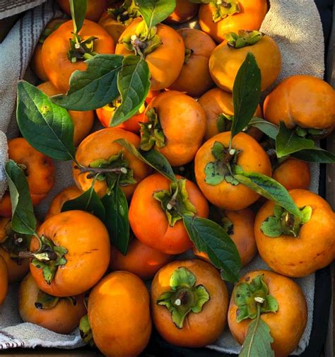 Asian Persimmon Tree and American Persimmon Tree …