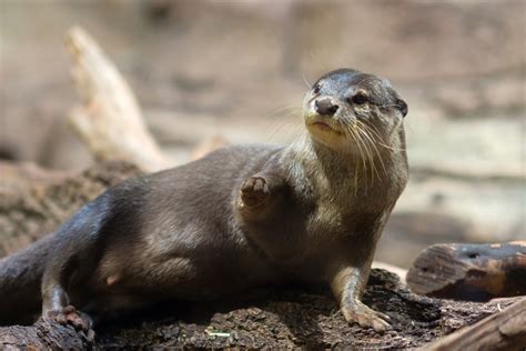 Asian Small Clawed Otter Nutrition