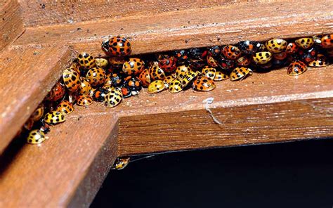 Asian beetle infestation. Nov 10, 2021 ... The beetles smell bad, bite and produce a yellow stain if you squish them. And they want to spend the winter in your home. ... Multicolored Asian ... 
