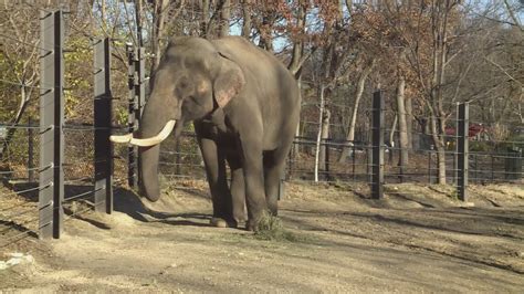 Asian elephant 'Raja' leaving St. Louis Zoo