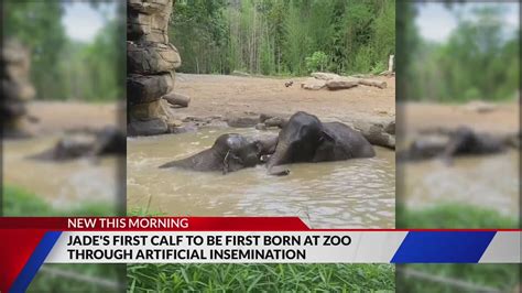 Asian elephant Jade's first calf to be born at Zoo through artificial insemination