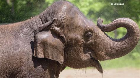Asian elephant Rani dies at Saint Louis Zoo