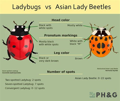 Asian lady beetle vs ladybug. Things To Know About Asian lady beetle vs ladybug. 