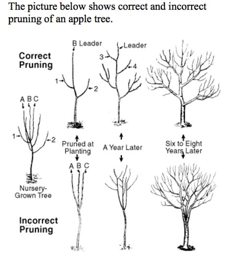 474px x 266px - th?q=Asian pear tree pruning Lara john