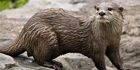 Asian small-clawed otter - Wikipedia