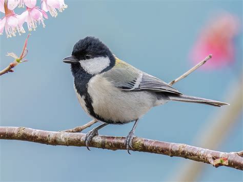 Asian tit galleries. .  ...