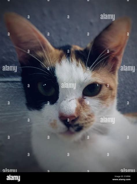 Asiancat Onlyfans Leak 🍑 [CLIP]