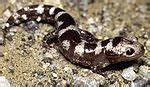 Asiatic salamander - Simple English Wikipedia, the free …