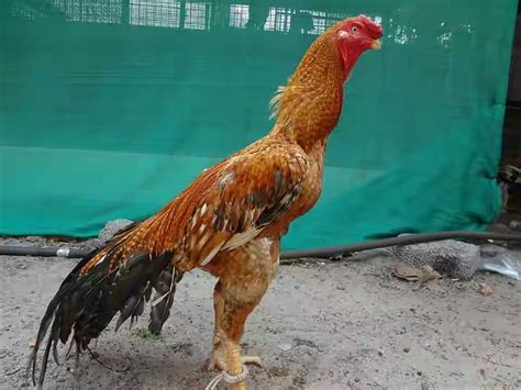 The Aseel chicken breed entered the American Poultry Association's Standard of Perfection in 1981. Conformation: Aseels are slow-growing, powerfully built chickens with regal, upright bearings. Color varieties recognized by the APA are Black-breasted Red, Dark, Spangled, White and Wheaton. Aseel roosters weigh 5½ pounds and hens weigh 4 pounds..