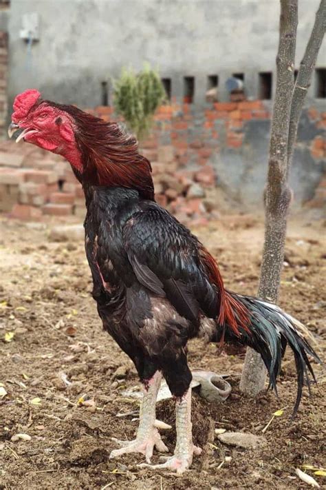 Dec 2, 2021 · Hatchery/Farm Name Location Phone Website; Sheeran Farms Silkie Chickens: Brimfield, MA: 413-267-2013: https://sheeran-farms-silkie-chickens: Pete & Jen’s Backyard Birds . Asil chicken for sale