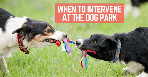 Ask Amy: Should I intervene in my friends’ dog park dispute?