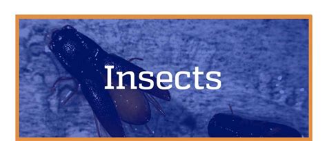 Ask IFAS: Beneficial Insects - University of Florida