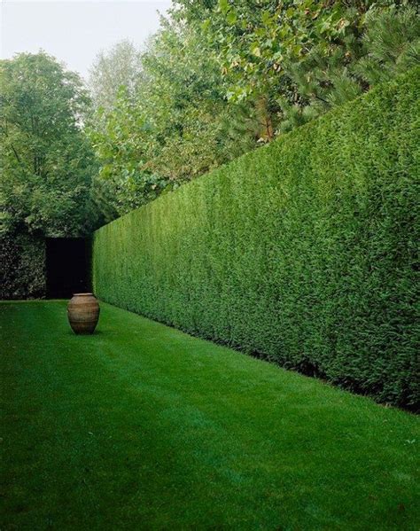 Ask the Gardener: The best privacy hedges for Cape homes