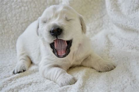 Ask the Vet: Why Do Newborn Puppies Cry? - Dog …