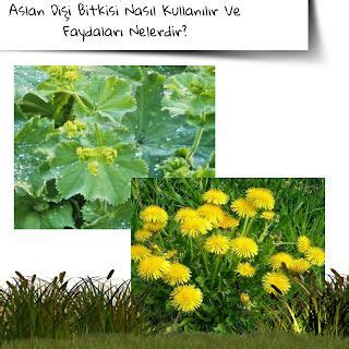 Aslan Dişi Bitkisi. 