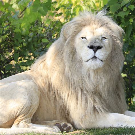 Aslan Parkı & Cip Safari Turu Alanya ve Side'den.