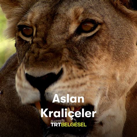 Aslan TRT Belgesel. 