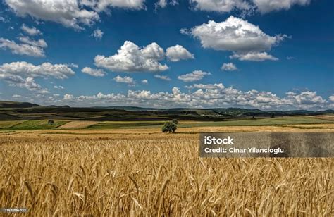 Aslanbeyli Halı ve Koltuk Yıkama
