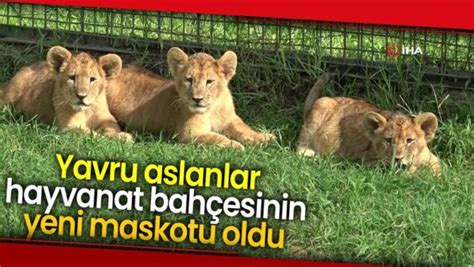 Aslanlar Nalbur Yandex. 