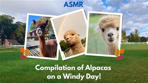 Asmr Alpaca Onlyfans Leak (SEX) 🍆