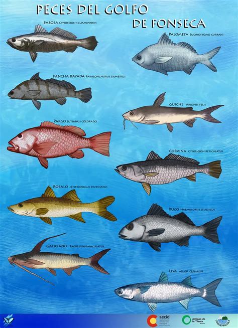 Asociaciones de peces en el golfo de batabanó. - Art deco beelden van bali (1930-1970).