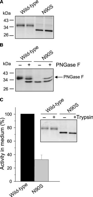 Asparagine-linked glycosylation of human chymotrypsin C is …