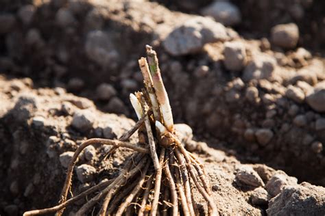 Asparagus Growing Problems - How To Fix Asparagus Common …