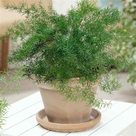 Asparagus fern in pots