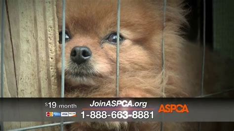The ASPCA: A Guilt Trip Most organizations and companies successfully advertise their ideas in commercials by appealing to the audience most likely to indulge in them. The American Society for the Prevention of Cruelty to Animals (ASPCA) crafts its commercial to target animal lovers.. 