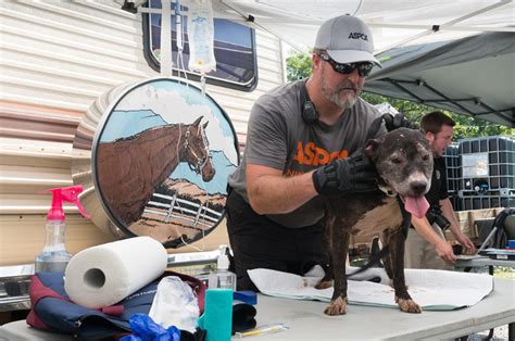 On January 10, 2019, ANIMALS 24-7 pointed out that ASPCA president Matthew Bershadker took home $804,372 in pay for the year, including a bonus of $276,000, and received benefits of $47,859, for total compensation of $852,231––more than any two other animal welfare executives in one year ever. (Beth Clifton collage)