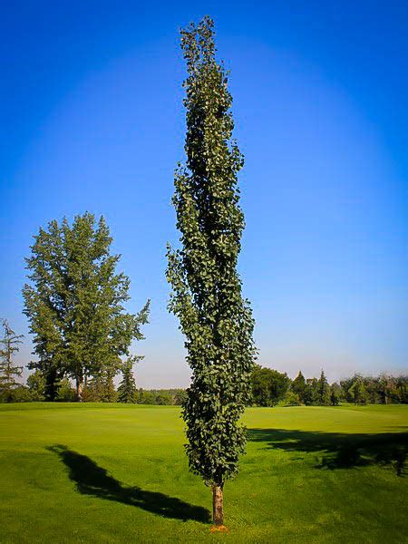 Aspen, Swedish Columnar — COLORADO TREE COALITION