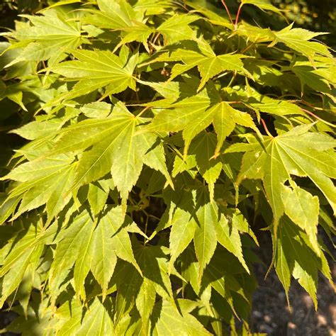 Aspen Acer Leaked [HD] 🔥 113 Videos