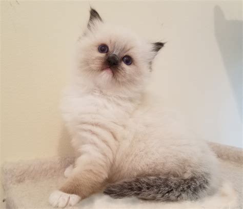 Aspen Ragdoll colors / markings & Eyes