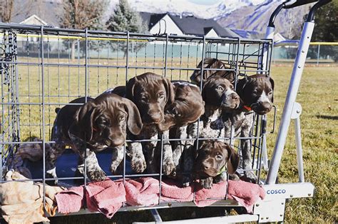 Aspen grove kennels. Why Aspen Grove Kennels. Upcoming Litters. Pricing 