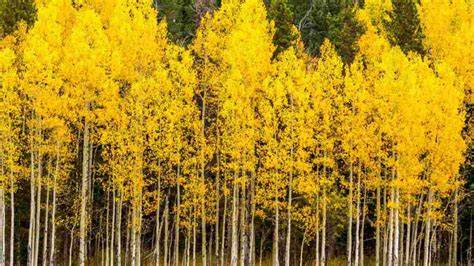 Aspyn Trees Free