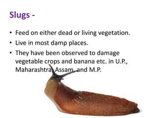 Assignment commences to protect slugs at risk by its charm