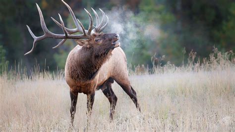 Assist MDC in locating poacher of elk in Shannon County, $20,000 reward offered