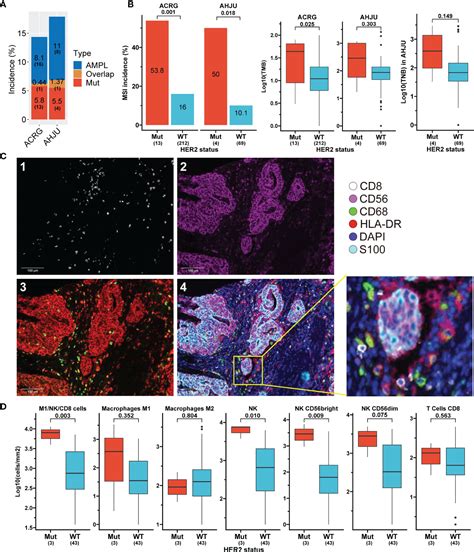 Associations of HER2 Mutation With Immune-Related Features …