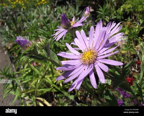 Aster × frikartii &Mönch& aster &Mönch& Herbaceous Perennial…