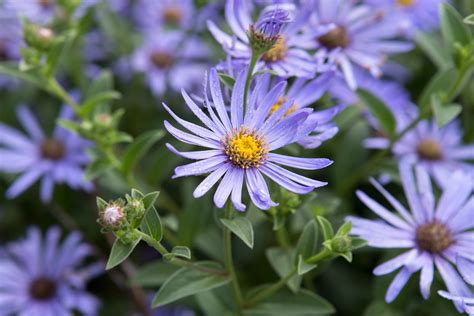 Asteraceae BBC Gardeners World Magazine