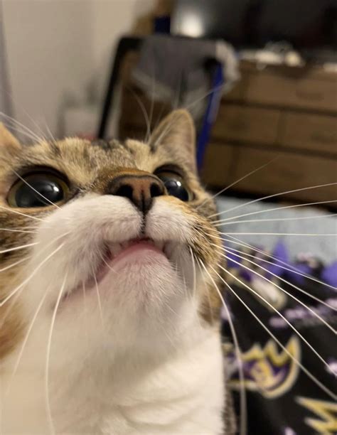 Asterlilix Leaks +18 29 Vids