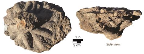 The current specimen shows resemblances to G. rehsteineri Fischer-Ooster, 1858 (now G. kwassizensis, see Uchman, 1998) Gyrophyllites, but also to Asterosoma. ...