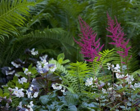 Astilbe samplantering.