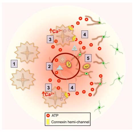 Astrocyte roles in traumatic brain injury - PMC - National Center …