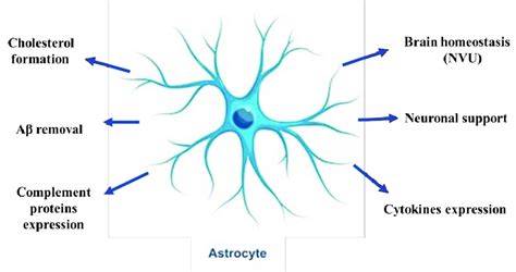 Astrozyten: Definition, Funktion & Vermehrung StudySmarter