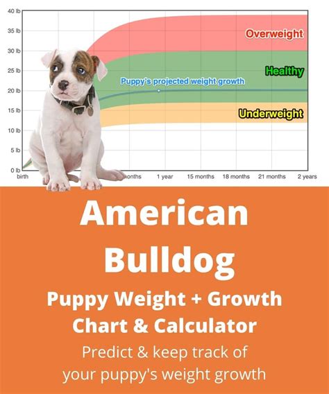 At 6 months, the American bulldog male weighs on average between 