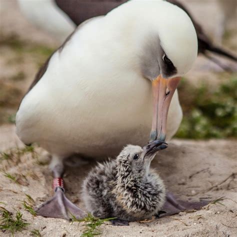 At 70, Wisdom the albatross, the oldest known living wild bird, has ...