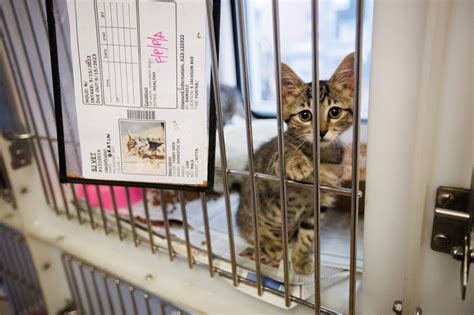 At San Jose’s animal shelter, fewer and fewer cats are leaving alive. Why?