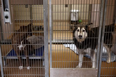 At beleaguered San Jose’s animal shelter, care for dogs is criticized